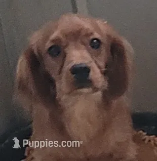Tambour – Cavapoo puppy for sale in Chiefland, FL