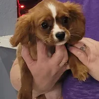 Emmi, a female Cavalier King Charles Spaniel for sale in Chiefland, FL – Photo 2 of 4