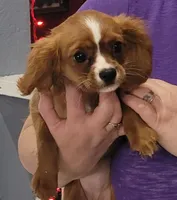 Emmi, a female Cavalier King Charles Spaniel for sale in Chiefland, FL – Photo 1 of 3