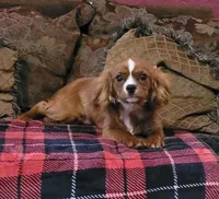 Emmi, a female Cavalier King Charles Spaniel for sale in Chiefland, FL – Photo 1 of 4
