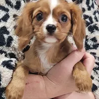 Emmi, a female Cavalier King Charles Spaniel for sale in Chiefland, FL – Photo 3 of 4