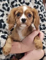 Emmi, a female Cavalier King Charles Spaniel for sale in Chiefland, FL – Photo 2 of 3