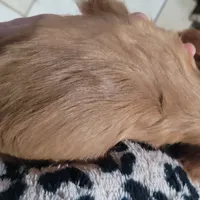 Emmi, a female Cavalier King Charles Spaniel for sale in Chiefland, FL – Photo 4 of 4