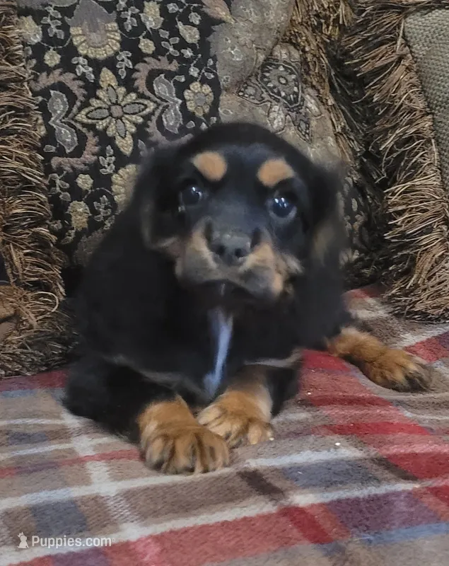 Carson – Cavalier King Charles Spaniel puppy for sale in Chiefland, FL
