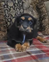 Carson, a male Cavalier King Charles Spaniel for sale in Chiefland, FL – 1 of 1