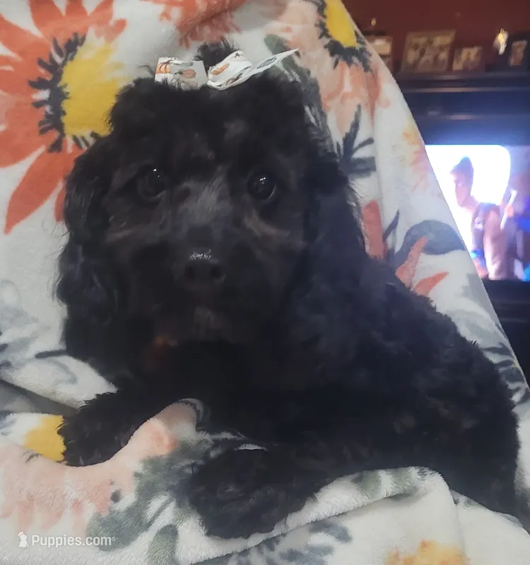 Lady – Cavapoo puppy for sale in Chiefland, FL