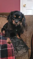 Hawthorne, a male Cavalier King Charles Spaniel for sale in Chiefland, FL – 2 of 2