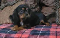 Toffee, a female Cavalier King Charles Spaniel for sale in Chiefland, FL – 3 of 7