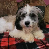 Rossi, a male Cavapoo for sale in Chiefland, FL – Photo 3 of 6