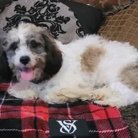 Rossi, a male Cavapoo for sale in Chiefland, FL – Photo 4 of 6