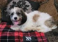 Rossi, a male Cavapoo for sale in Chiefland, FL – Photo 4 of 6