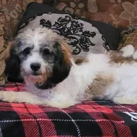 Rossi, a male Cavapoo for sale in Chiefland, FL – Photo 2 of 6