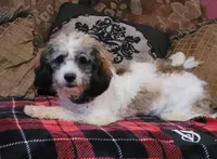 Rossi, a male Cavapoo for sale in Chiefland, FL – Photo 2 of 6