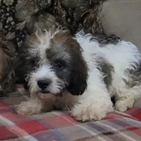 Rossi, a male Cavapoo for sale in Chiefland, FL – Photo 6 of 6