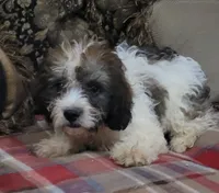 Rossi, a male Cavapoo for sale in Chiefland, FL – Photo 6 of 6