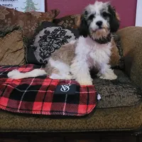 Rossi, a male Cavapoo for sale in Chiefland, FL – Photo 1 of 6