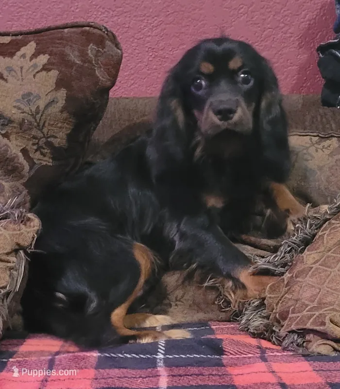 Drew – Cavalier King Charles Spaniel puppy for sale in Chiefland, FL
