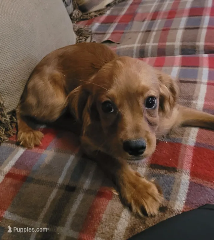 Tambour – Cavapoo puppy for sale in Chiefland, FL