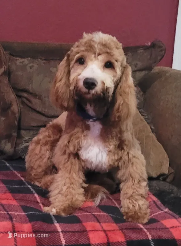 Cyrus – Cavapoo puppy for sale in Chiefland, FL