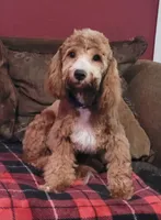 Cyrus, a male Cavapoo for sale in Chiefland, FL – 1 of 5