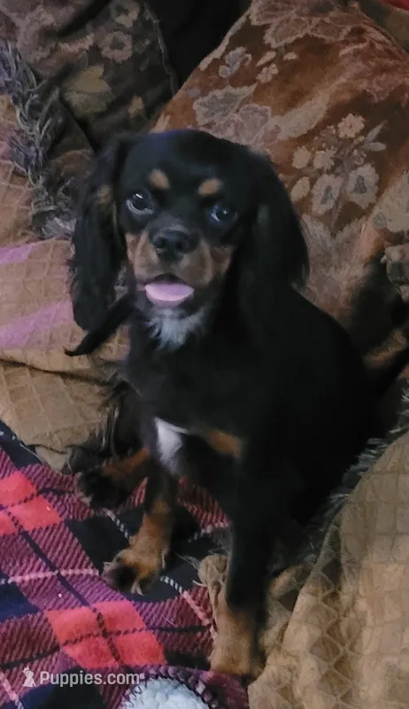 Poe – Cavalier King Charles Spaniel puppy for sale in Chiefland, FL