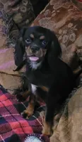 Poe, a male Cavalier King Charles Spaniel for sale in Chiefland, FL – 1 of 2