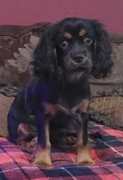 Drew, a male Cavalier King Charles Spaniel for sale in Chiefland, FL – 1 of 3