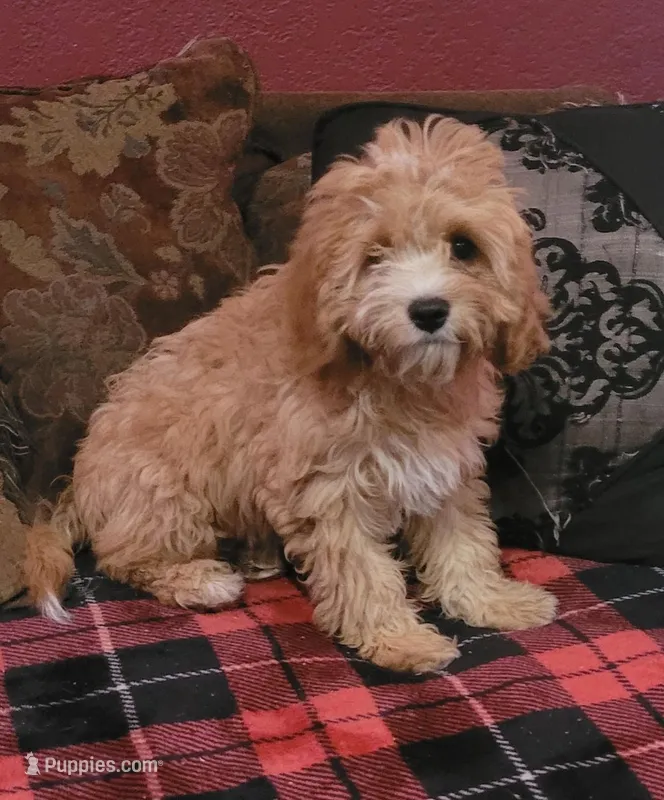 Chewy – Cavapoo puppy for sale in Chiefland, FL
