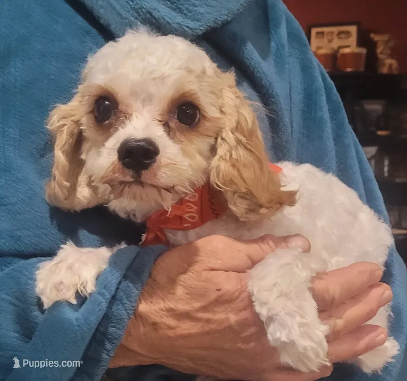Corduroy  – Cavapoo puppy for sale in Chiefland, FL