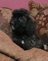 Bennie, a male Cavapoo for sale in Chiefland, FL – Photo 3 of 3