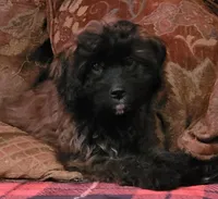 Bennie, a male Cavapoo for sale in Chiefland, FL – Photo 2 of 3