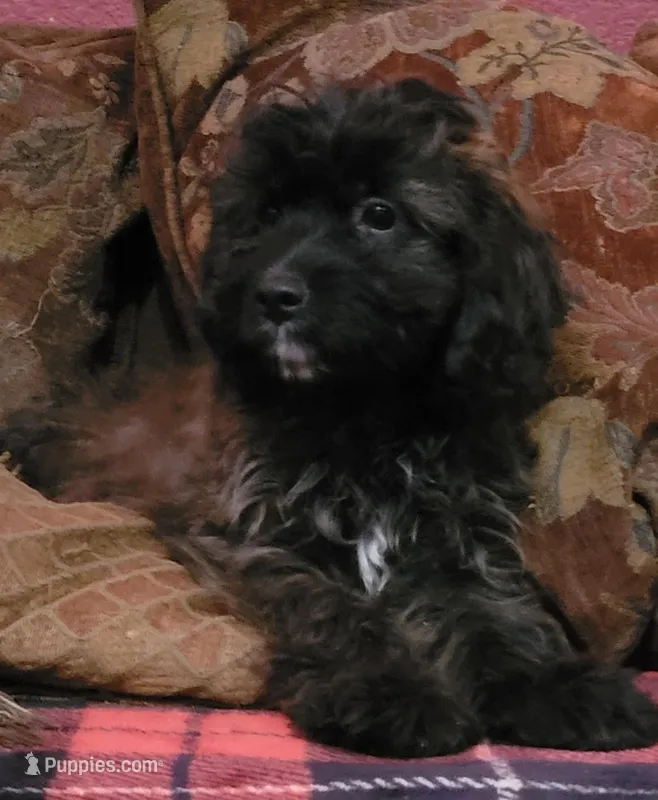 Bennie – Cavapoo puppy for sale in Chiefland, FL