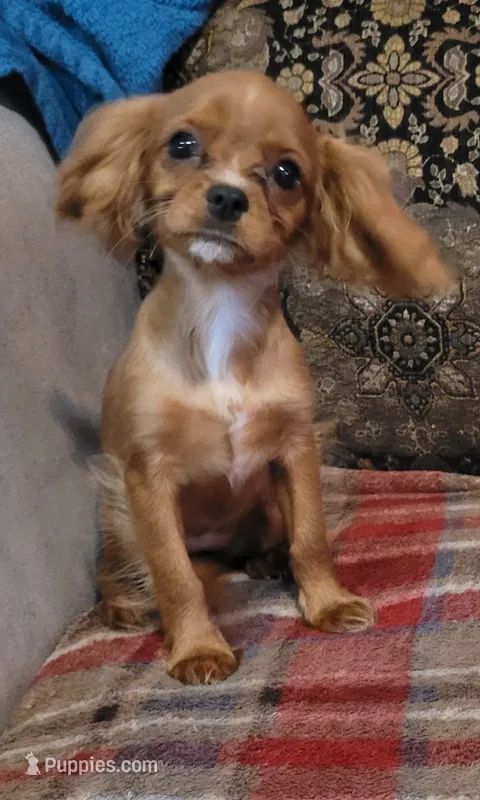 Teeny – Cavapoo puppy for sale in Chiefland, FL