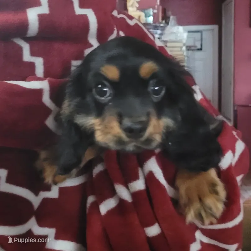 Carson – Cavalier King Charles Spaniel puppy for sale in Chiefland, FL