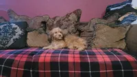 Lafayette , a male Cavapoo for sale in Chiefland, FL – 2 of 4