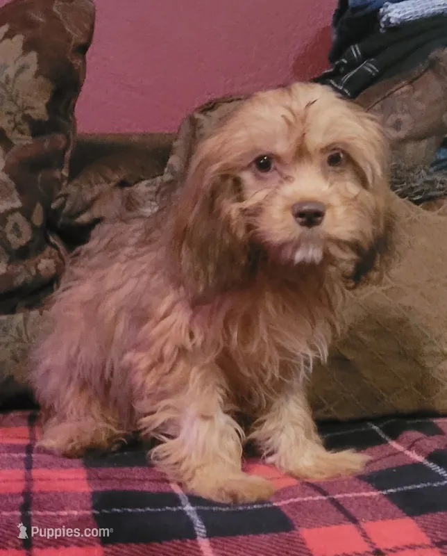 Lafayette  – Cavapoo puppy for sale in Chiefland, FL