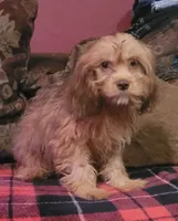Lafayette , a male Cavapoo for sale in Chiefland, FL – 1 of 4