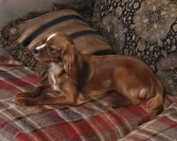 Emmi, a female Cavalier King Charles Spaniel for sale in Chiefland, FL – 3 of 4