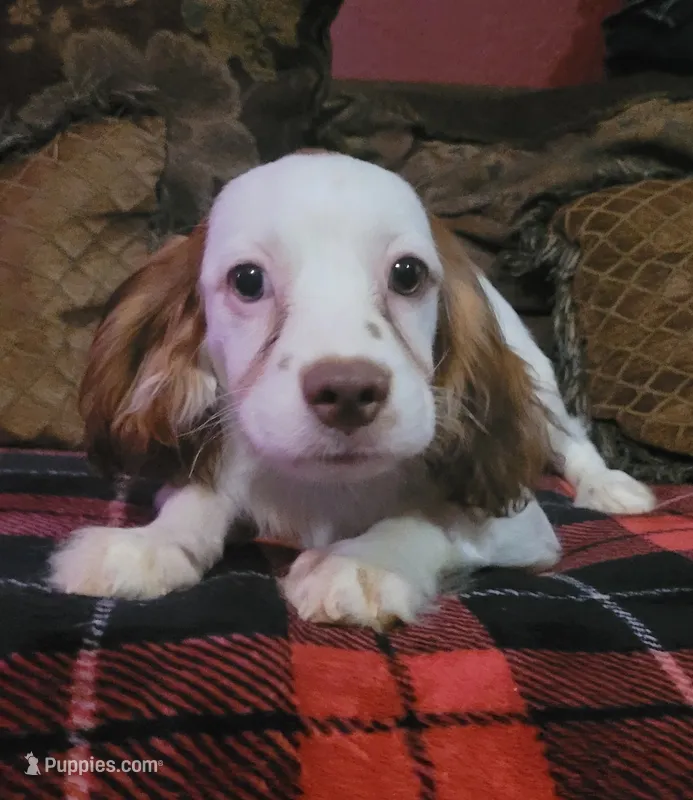 Mulligan – Cavapoo puppy for sale in Chiefland, FL