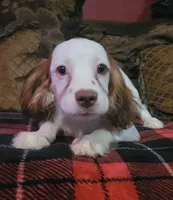 Mulligan, a male Cavapoo for sale in Chiefland, FL – 1 of 4