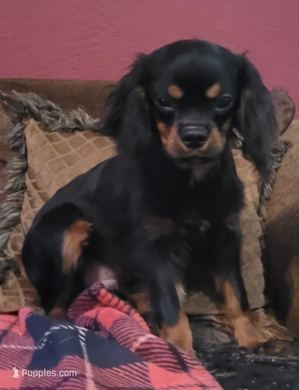 Hawthorne – Cavalier King Charles Spaniel puppy for sale in Chiefland, FL