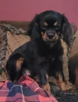 Hawthorne, a male Cavalier King Charles Spaniel for sale in Chiefland, FL – 1 of 2