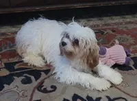 Corduroy , a male Cavapoo for sale in Chiefland, FL – 2 of 7