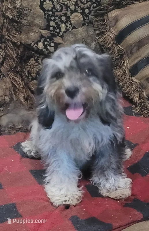Ghost – Cavapoo puppy for sale in Chiefland, FL