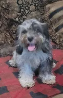 Ghost, a male Cavapoo for sale in Chiefland, FL – 1 of 4