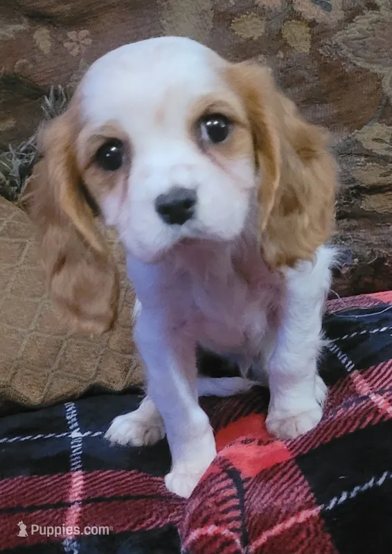 Oliver, a male Cavalier King Charles Spaniel for sale in Chiefland, FL – Photo 1 of 2