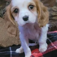 Oliver, a male Cavalier King Charles Spaniel for sale in Chiefland, FL – Photo 1 of 2