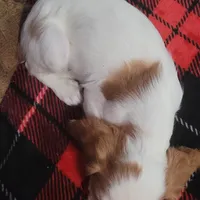 Oliver, a male Cavalier King Charles Spaniel for sale in Chiefland, FL – Photo 2 of 2