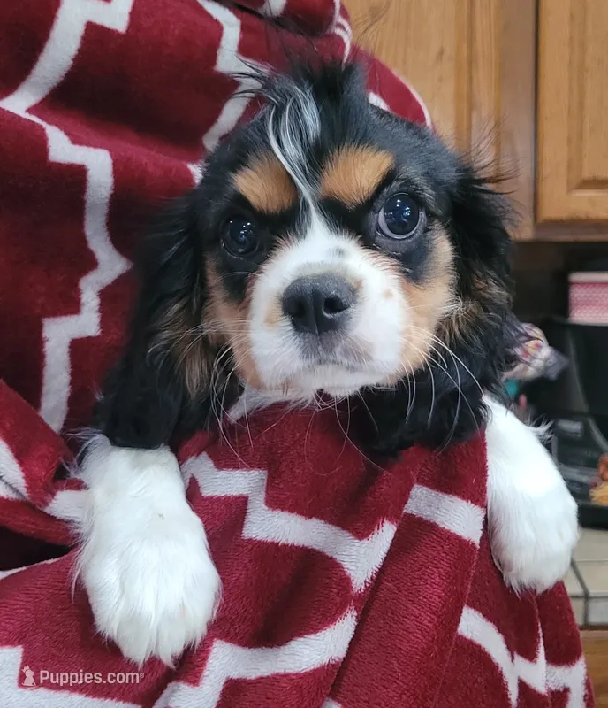 Poppy – Cavalier King Charles Spaniel puppy for sale in Chiefland, FL
