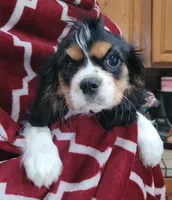 Poppy, a female Cavalier King Charles Spaniel for sale in Chiefland, FL – 1 of 2